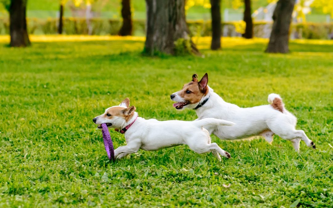 Pet Friendly in Parksville